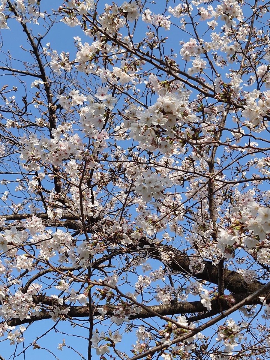 micae_bloom's tweet photo. さくら咲く🌸 https://t.co/Cg104fBBRt