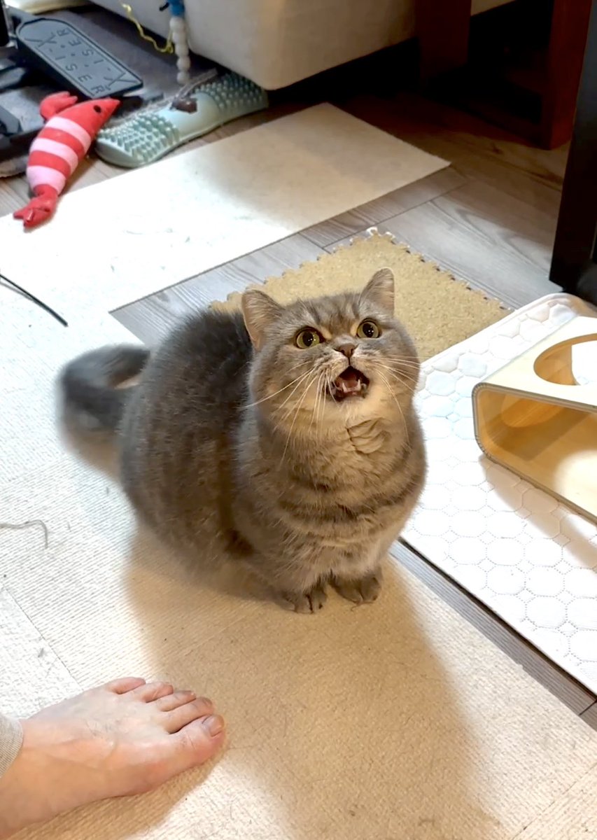 亀ぽま🐢 tweet media