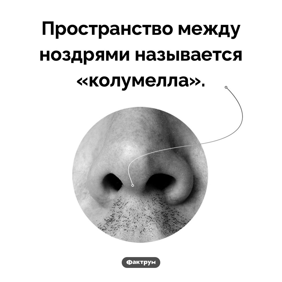 Фактрум tweet media