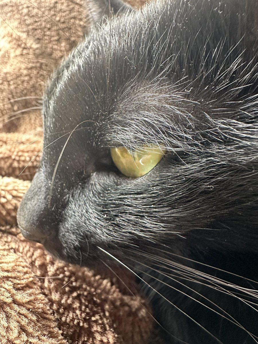 三毛千代 tweet media