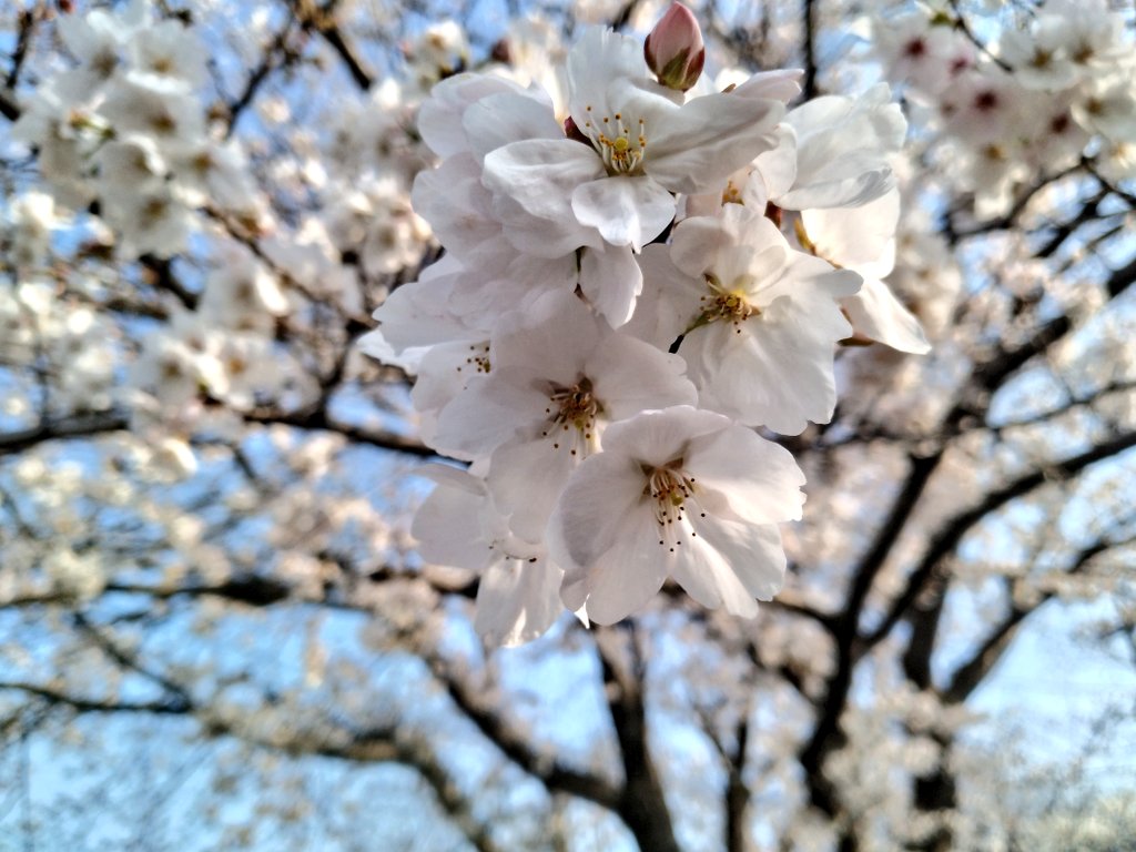 夏風RORO tweet media