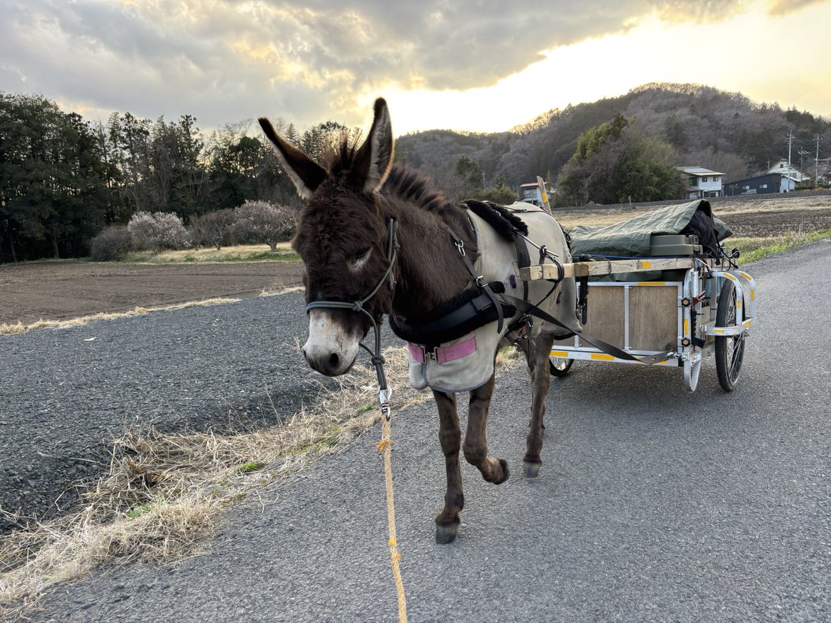 太郎丸 tweet media