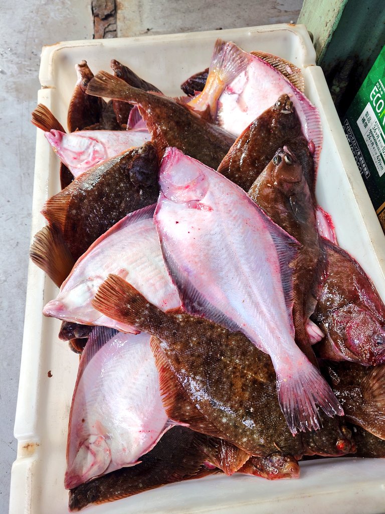 しゃとる（雷鳥の人）🦃🦊 tweet media