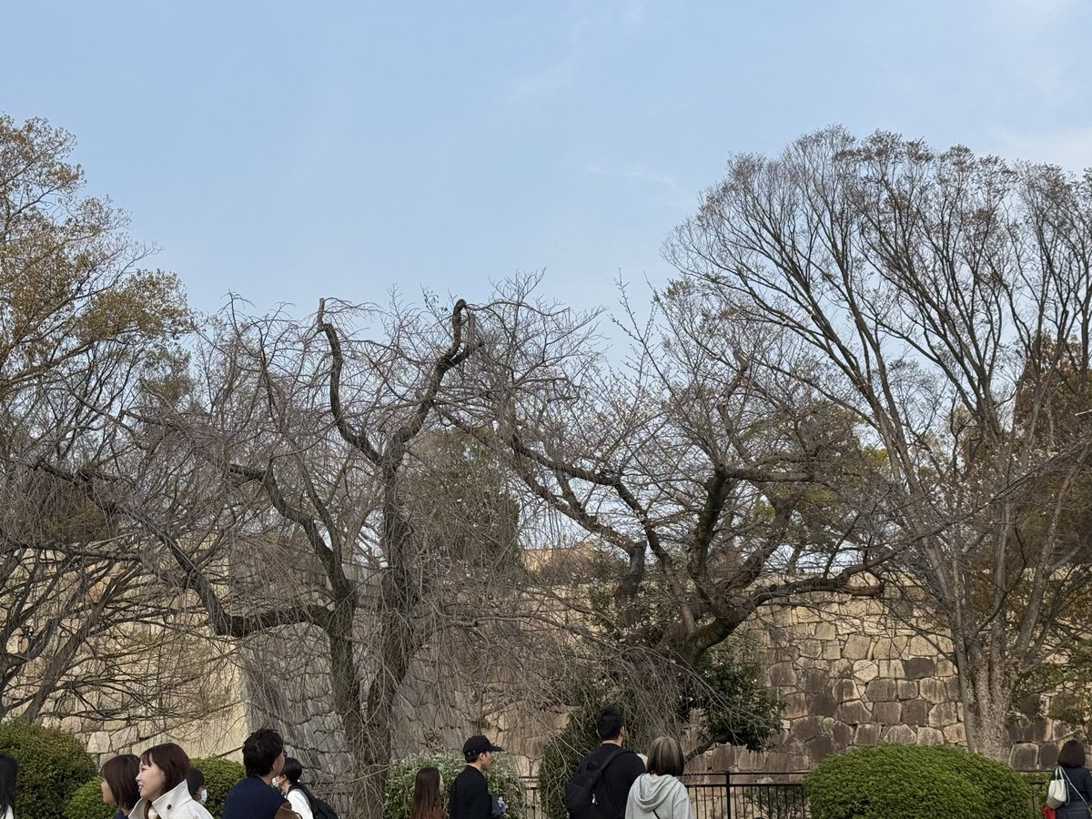 大阪城公園はまだ三分咲き🌸やな…