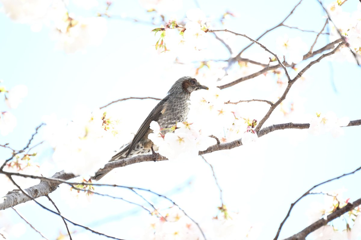 esuesuX1 tweet media