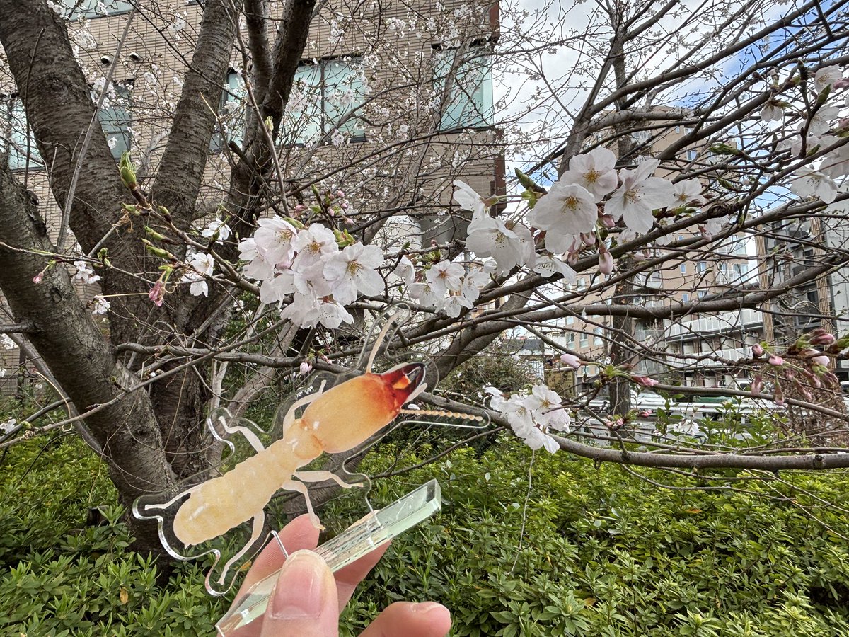 白蟻専科【公式】 tweet media