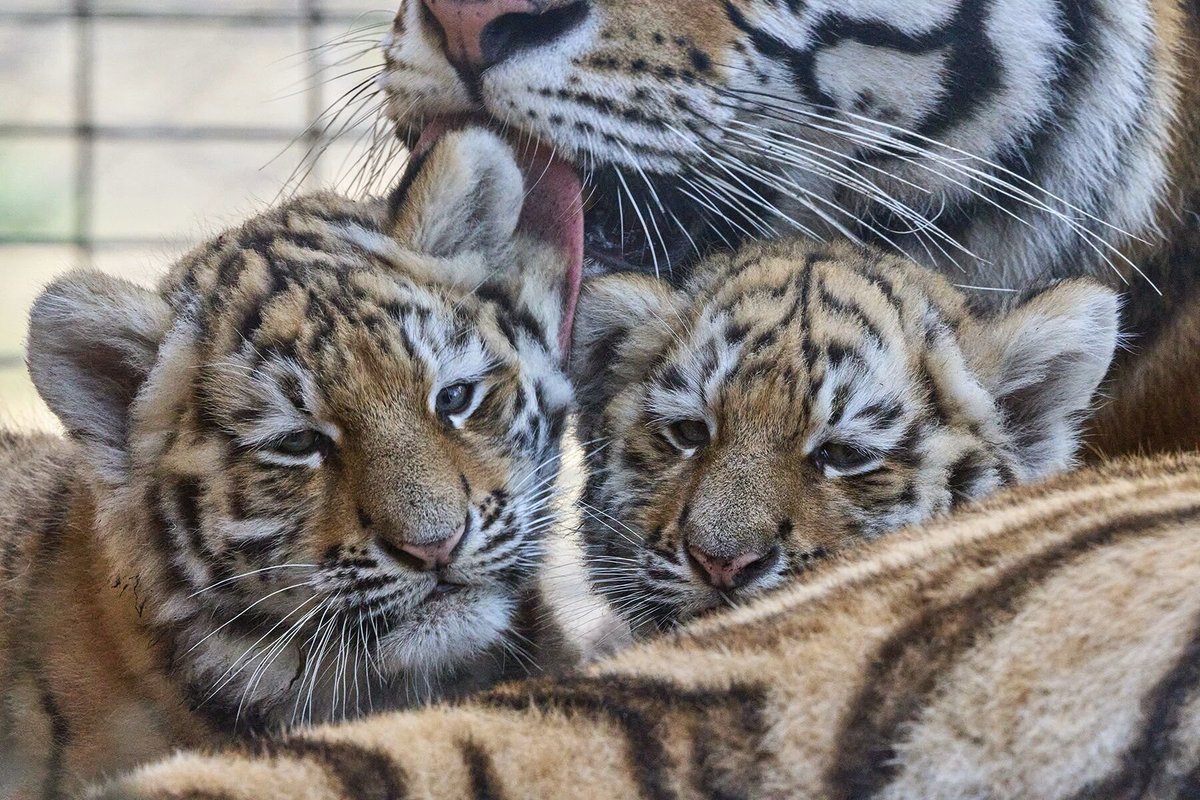 Le Parisien tweet media