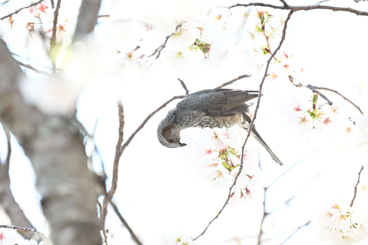 esuesuX1 tweet media