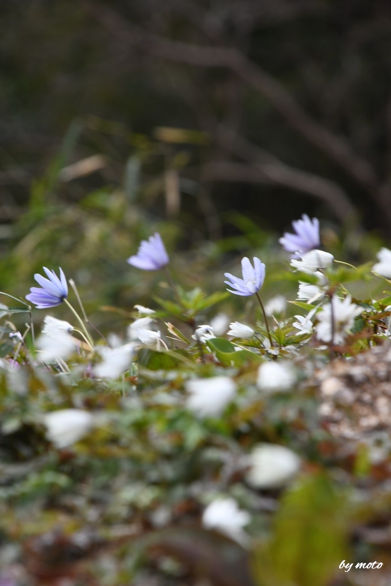 moto＠花と野鳥散策（いつも感謝です） tweet media