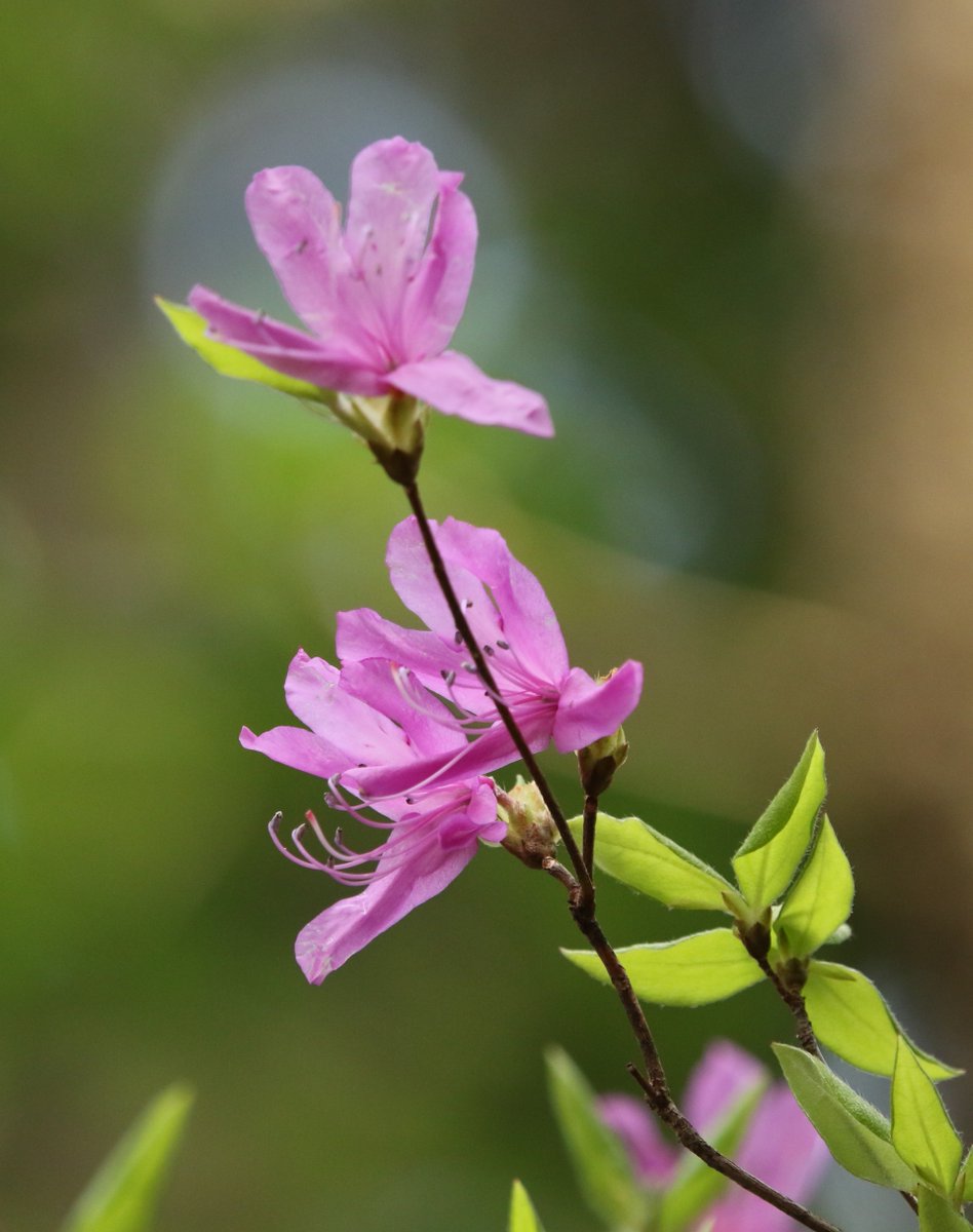 岳(だけぶき)蕗 tweet media