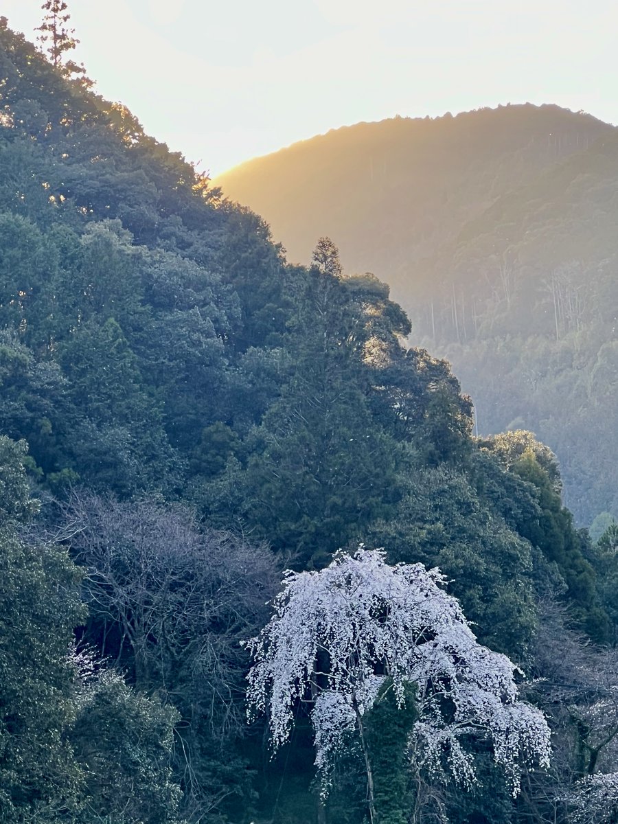 Keiboubou's tweet photo. こんにちは❗️熊野古道を歩いてきました。とても神聖な気持ちに満たされる、感謝と祈りの旅でした。

熊野古道、蘇りの旅｜けいぼう @Keiboubou https://t.co/LV9Pvgozxs https://t.co/R6hW6Txn8A
