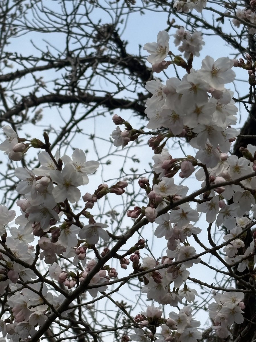 チェリ子🍒@AI×ワンオペ4児ママ隙間時間でマネタイズ tweet media