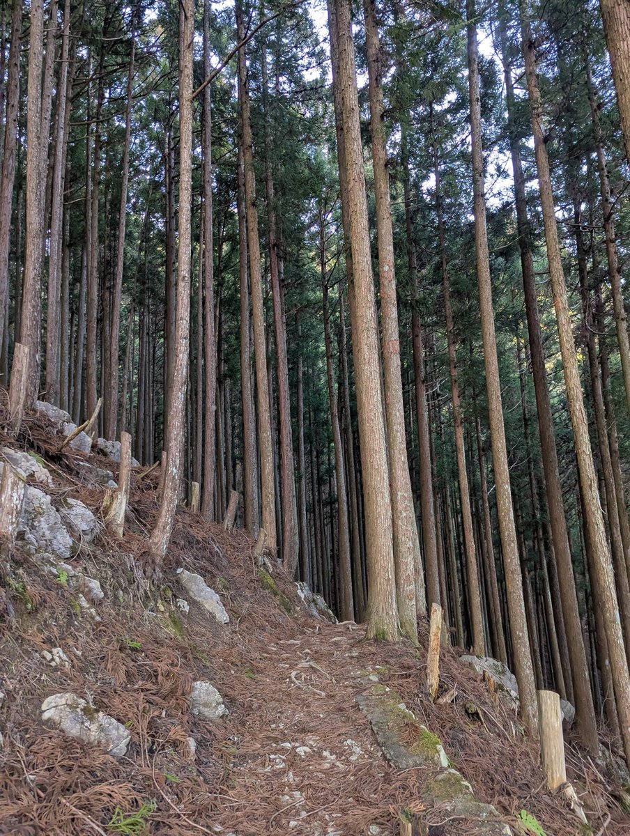 なつ🍊 tweet media