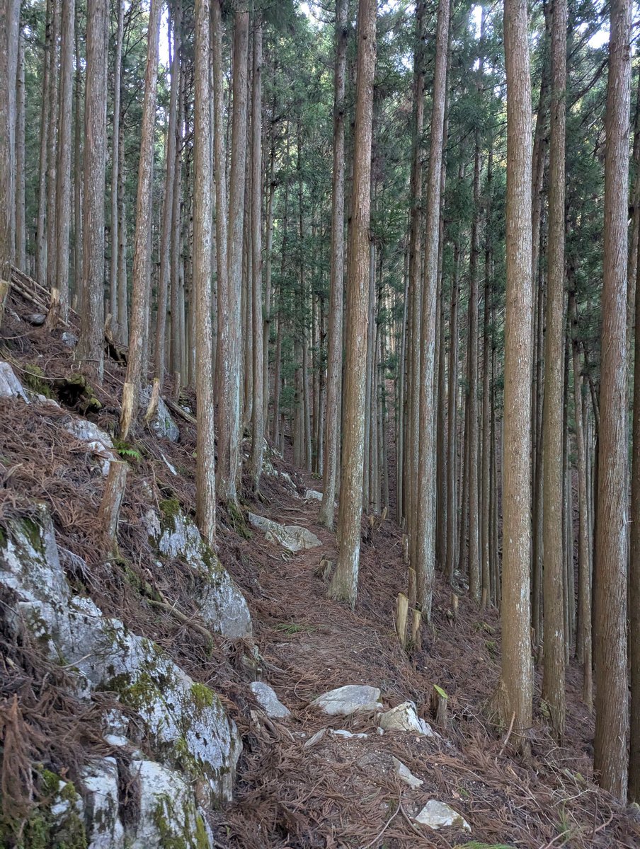 なつ🍊 tweet media