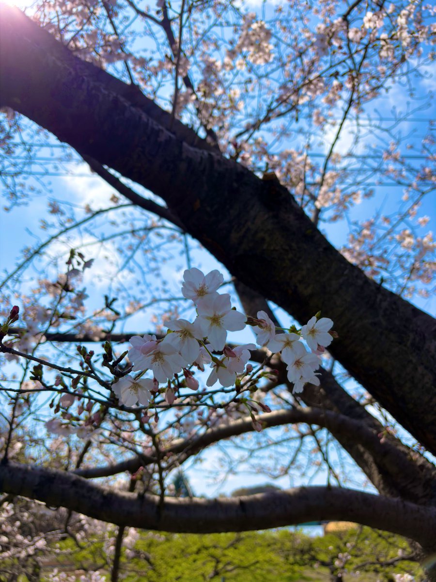 のっぽちゃん tweet media