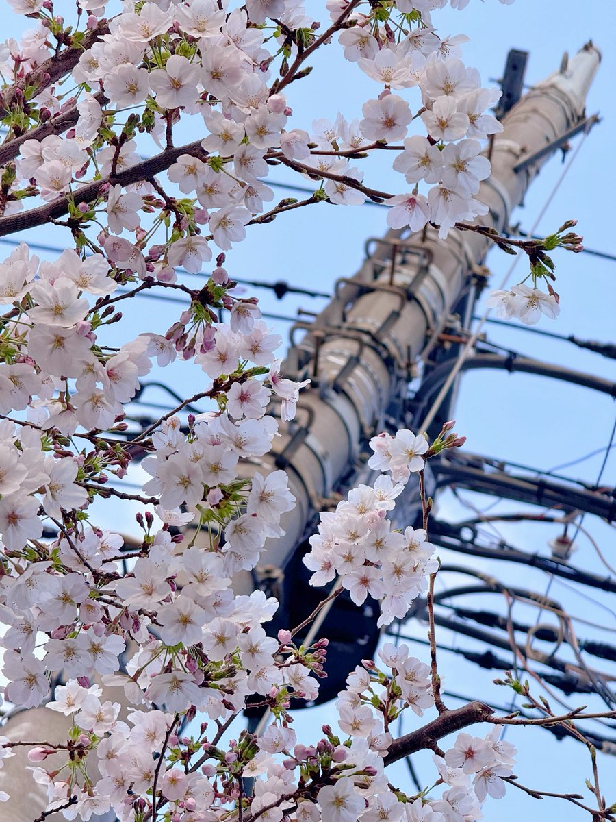 リン🌙 JP生活 / コスプレ中 tweet media