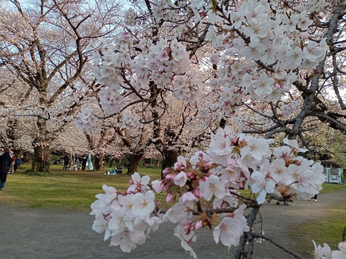 knao1222's tweet photo. 満開？ https://t.co/xclSxjRVll