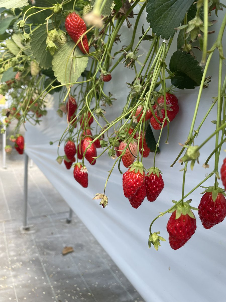 あおみかん@310 tweet media