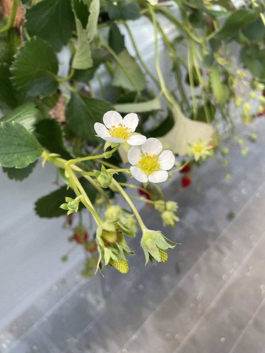 あおみかん@310 tweet media