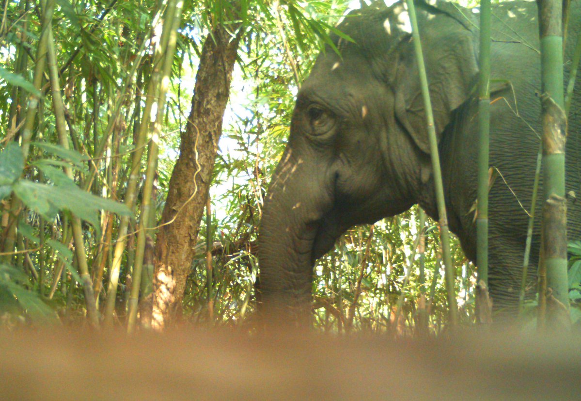 Aatreyee Dhar(Let Sleeping trees lie) tweet media