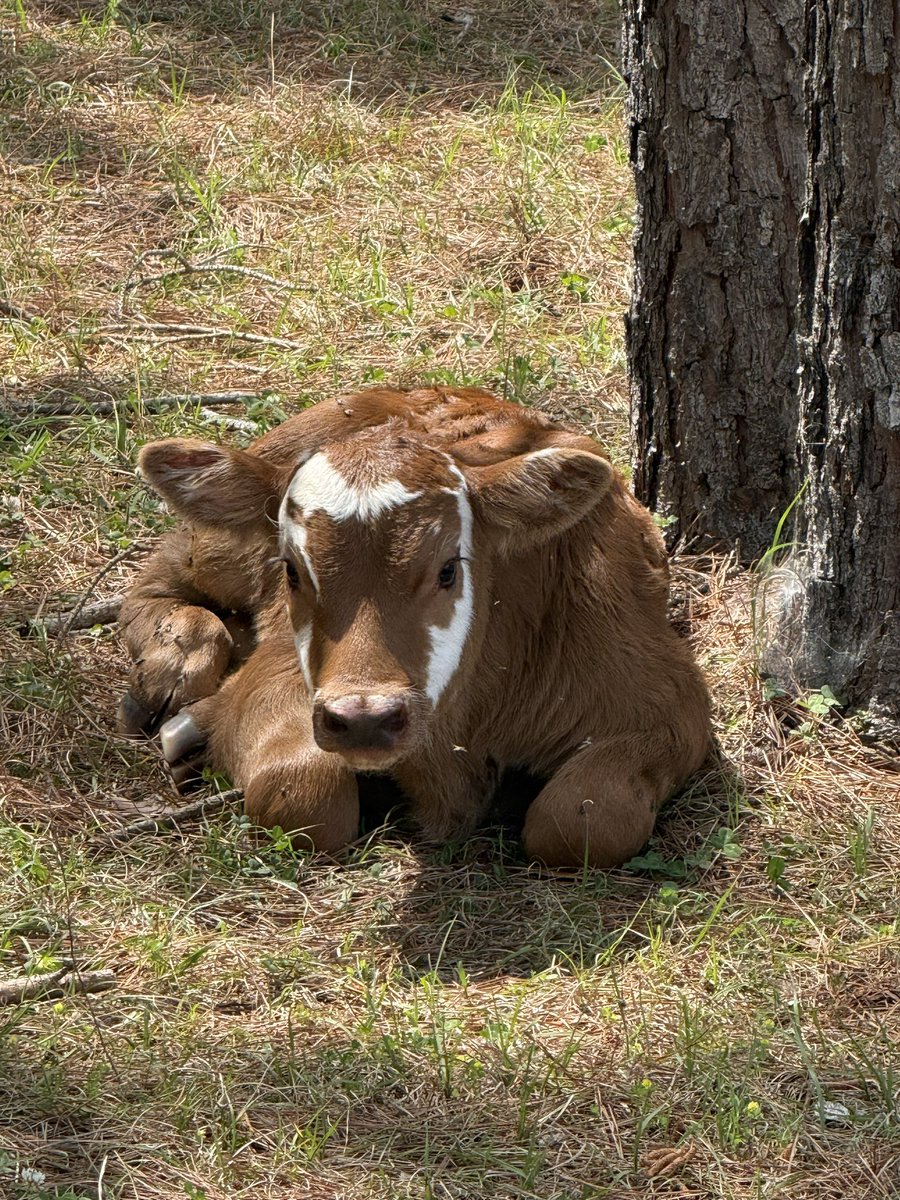 John Morgan tweet media