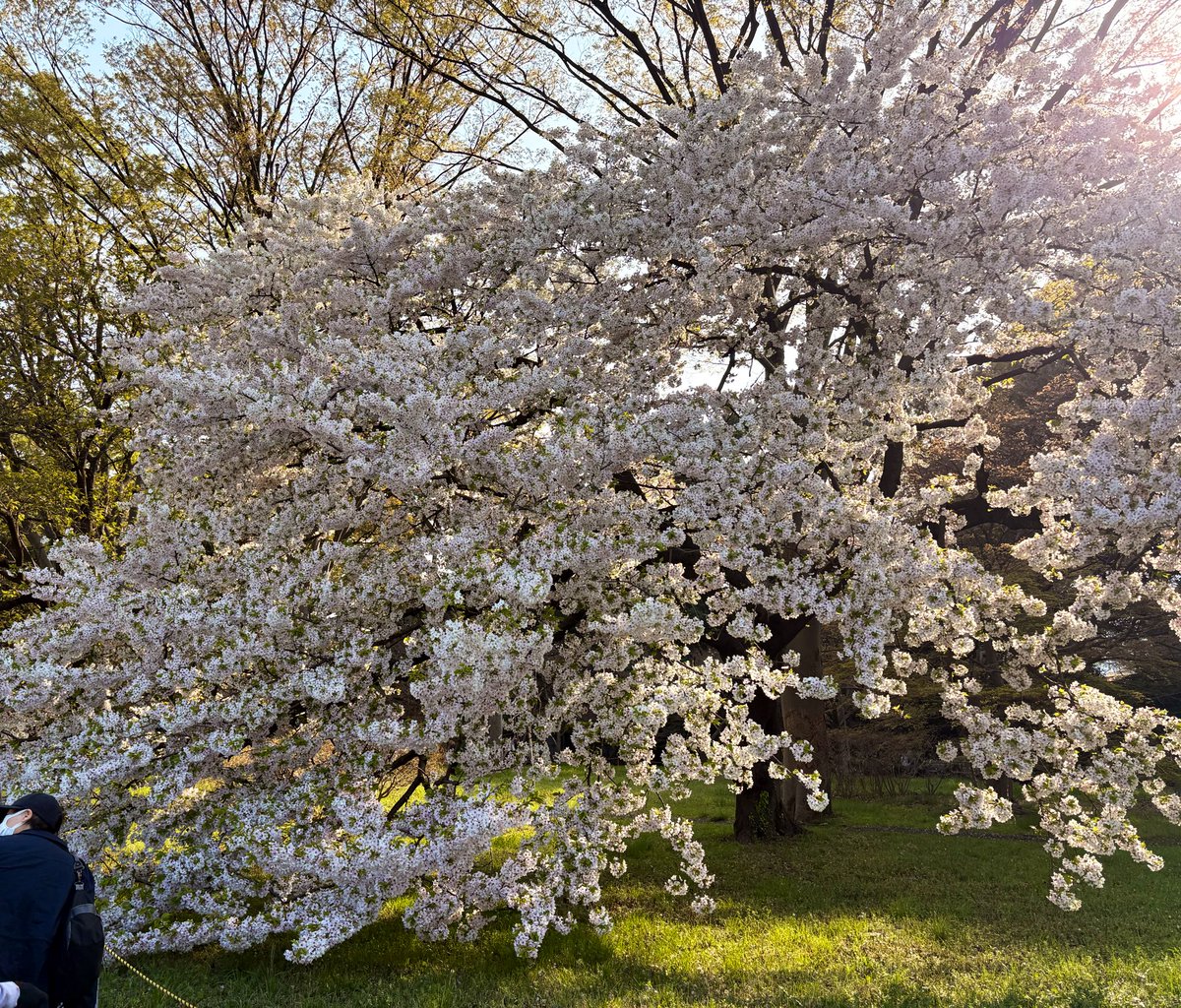 emiyasuda's tweet photo. ランチの後、皇居でお花見🌸桜、もも、コブシなど、堪能！！ https://t.co/wkKE5Pb3ky