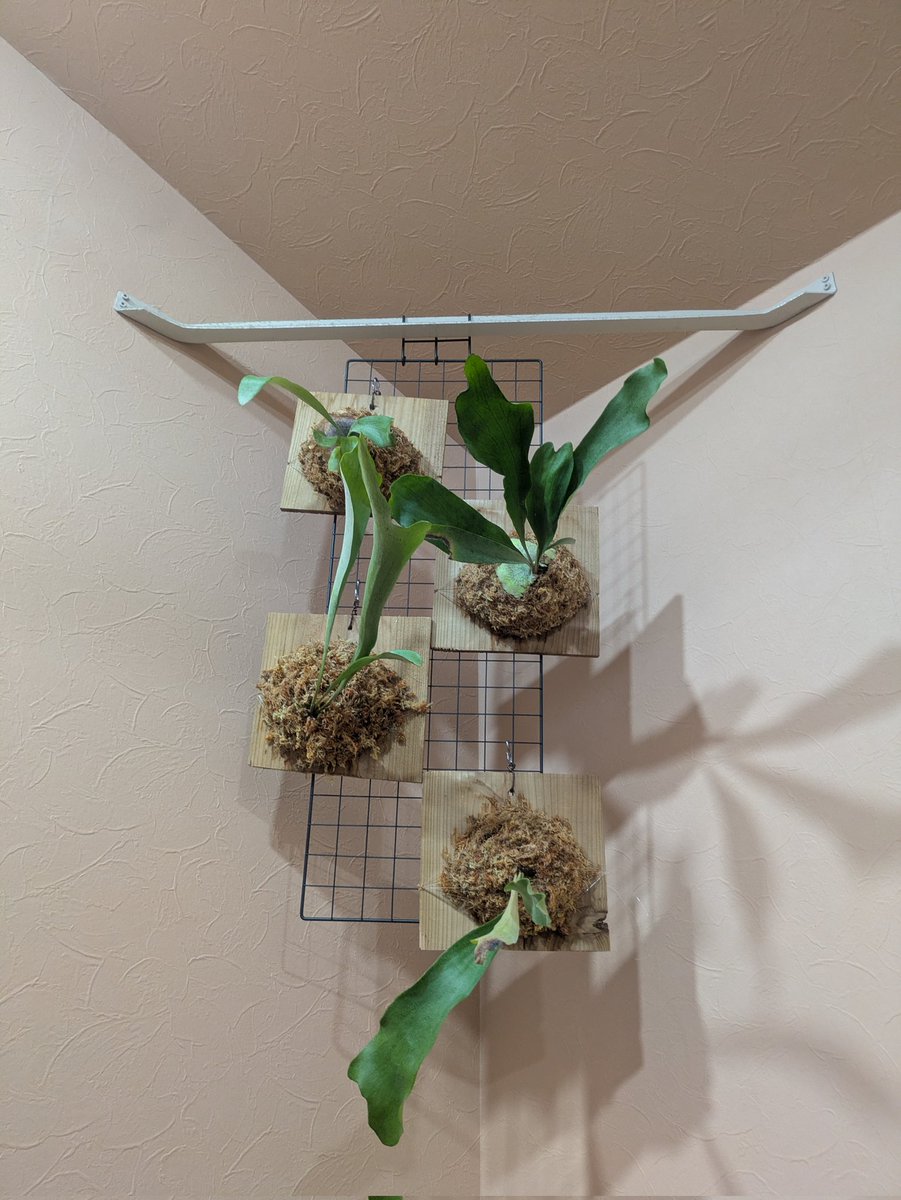 マルヤマ tweet media