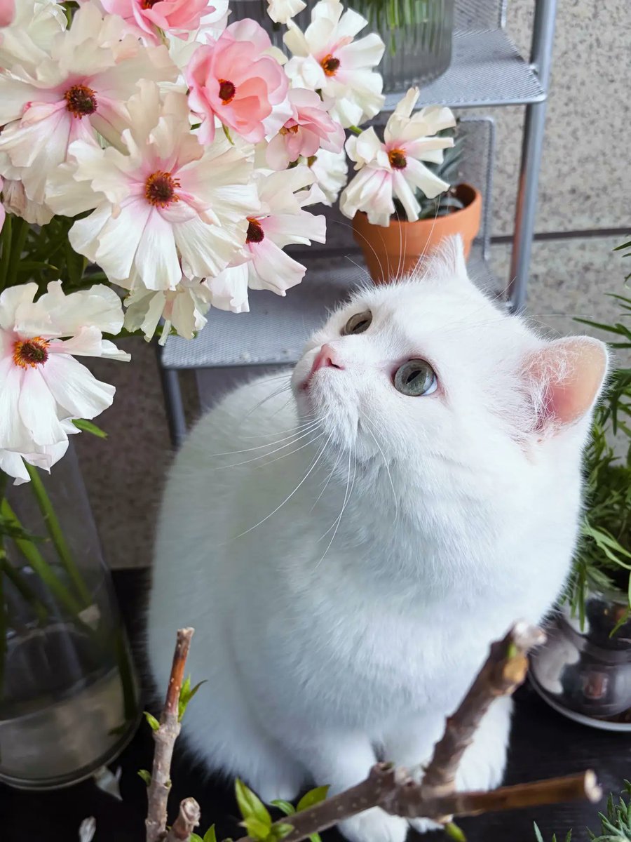 Purely Green tweet media