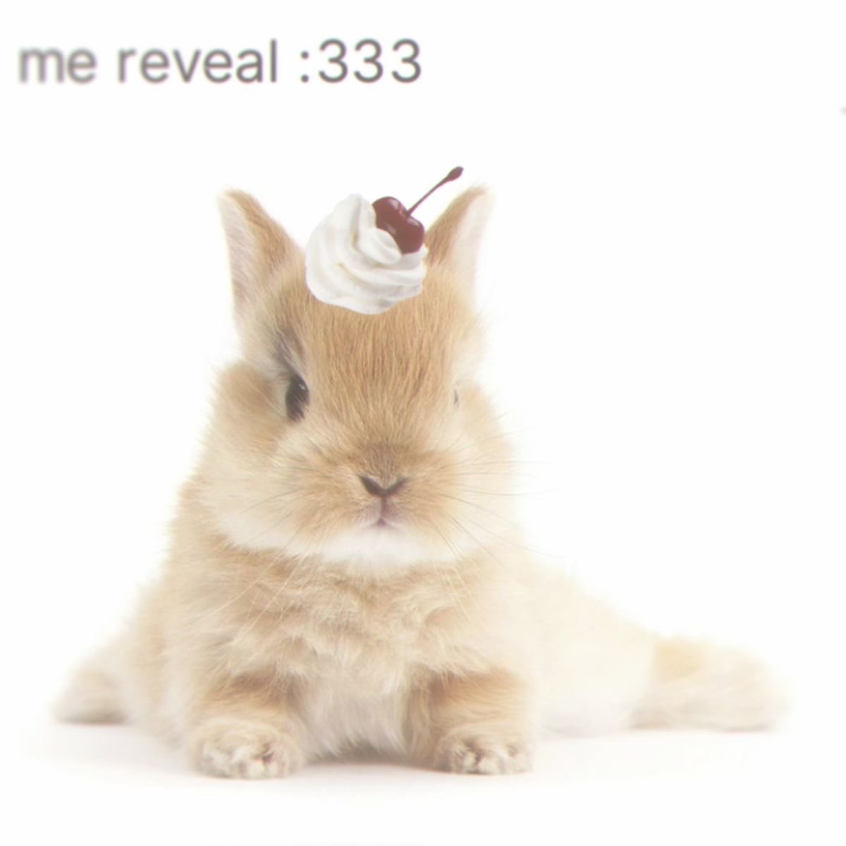 sofia ❤︎︎ tweet media