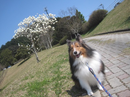 sigureinu tweet media