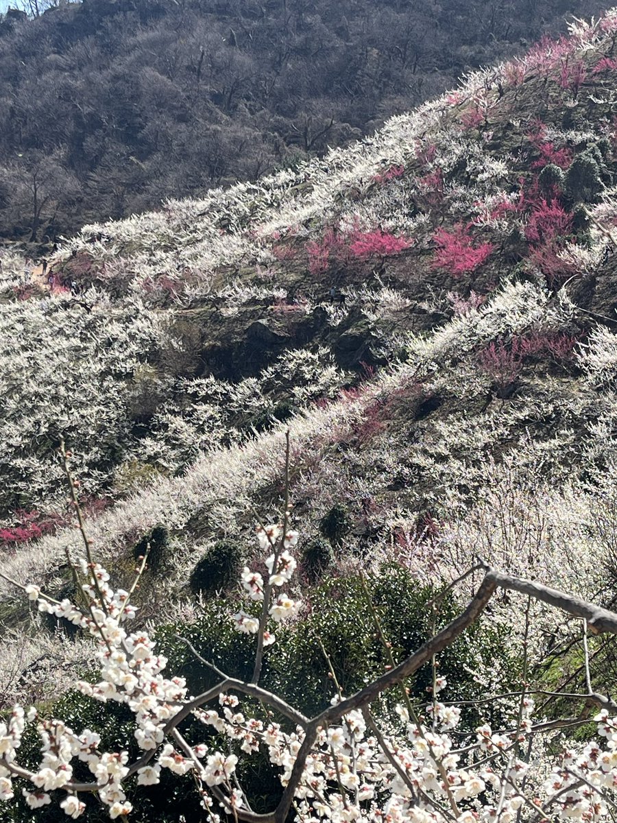 ビギナー tweet media