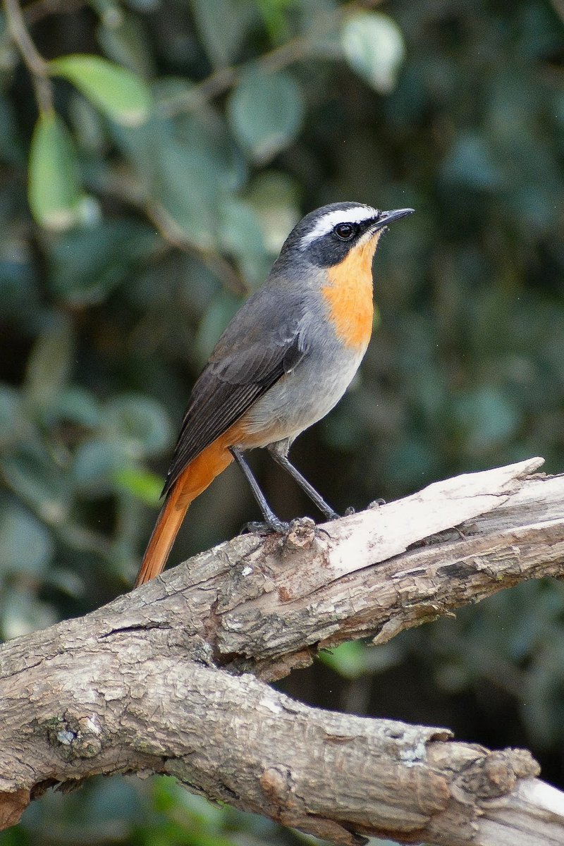 Birds Of Kenya 🇰🇪 tweet media