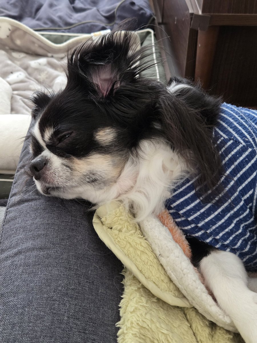 chiwawa_goro's tweet photo. 相変わらず…座椅子を上手に使ってます(笑)
#チワワ
#犬 https://t.co/8MjGPAdKVk