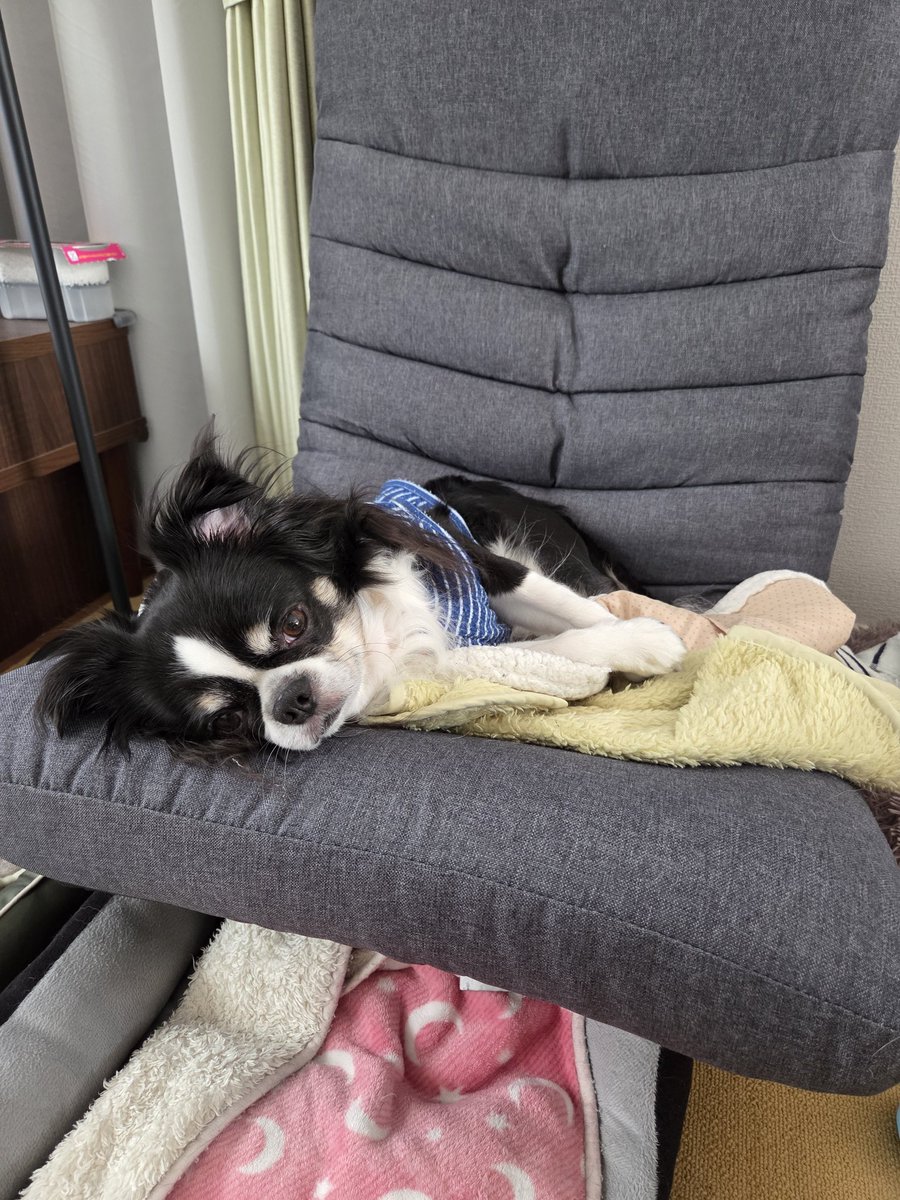 chiwawa_goro's tweet photo. 相変わらず…座椅子を上手に使ってます(笑)
#チワワ
#犬 https://t.co/8MjGPAdKVk