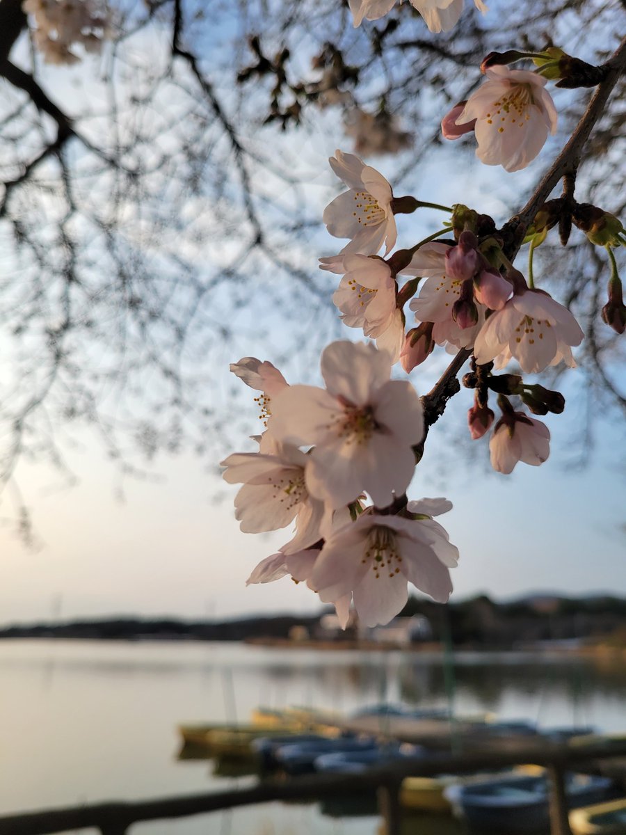 E06201127's tweet image. 今日のホームは季節の進行をかなり感じました🌸
安定のPowerfluffyが大活躍中😳
#上野沼　#ENGINE 　#Powerfluffy