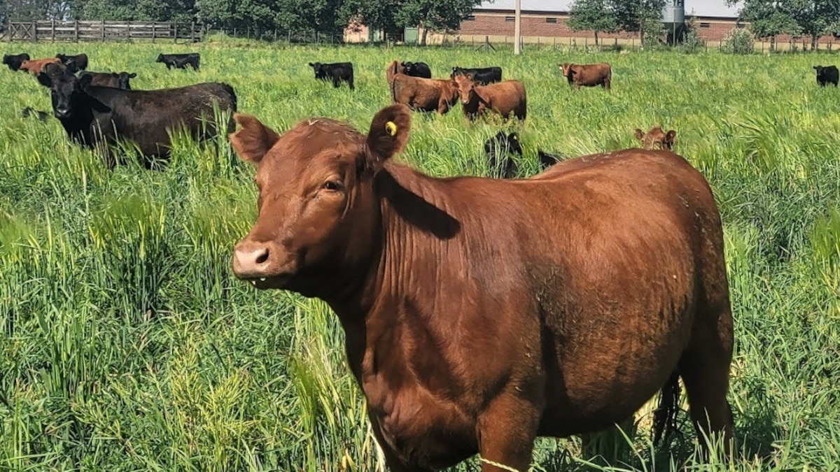 Los altos precios ganaderos y las nuevas lluvias impulsan la ...