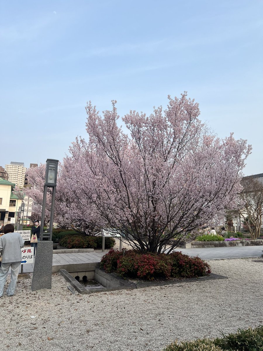 まーず tweet media