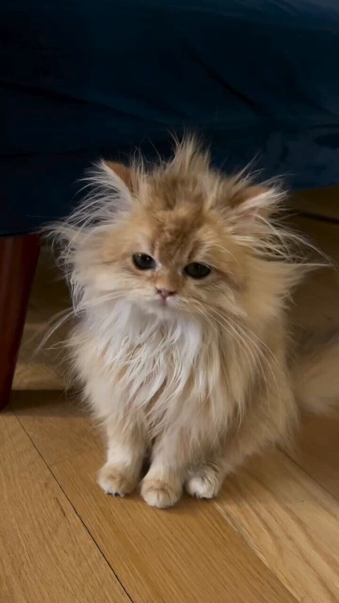 ทรงผมนานิวันนี้มาก

SKYNANI LOVE ROYAL CANIN

#ROYALCANINลองLOVE
#ROYALCANINTHXSKYNANI
#ROYALCANINTH