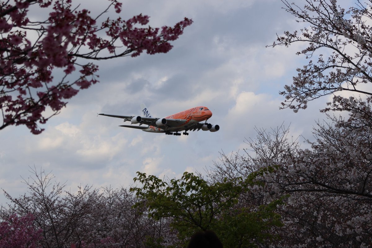 timiceman1's tweet photo. 今日はさくらの山で📷
大きい飛行機✈️がいっぱいで楽しすぎる。🌸は、五分咲きかな。 https://t.co/GBDBEyzq3L