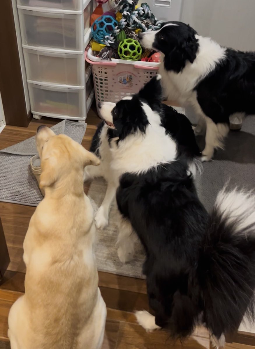 チロル tweet media