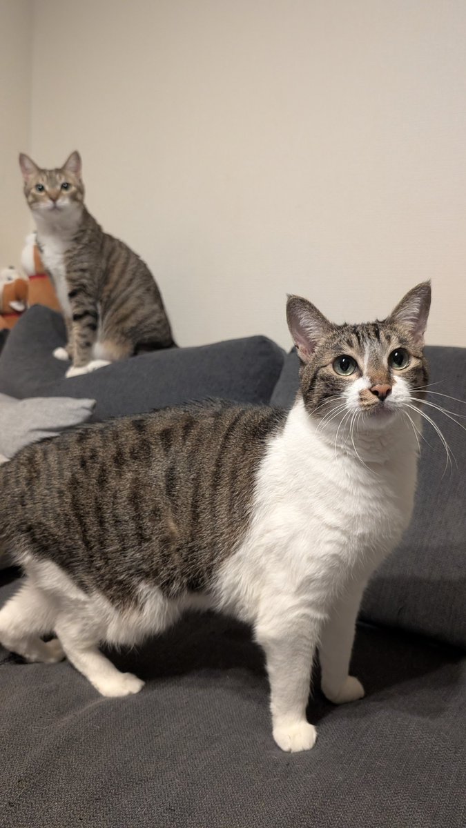 野良さん@握力5711t tweet media