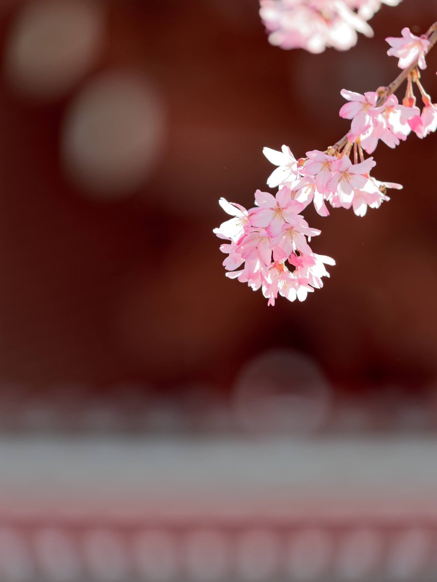 雪桃山⛄🍑 tweet media