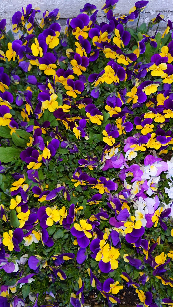 さむえる tweet media