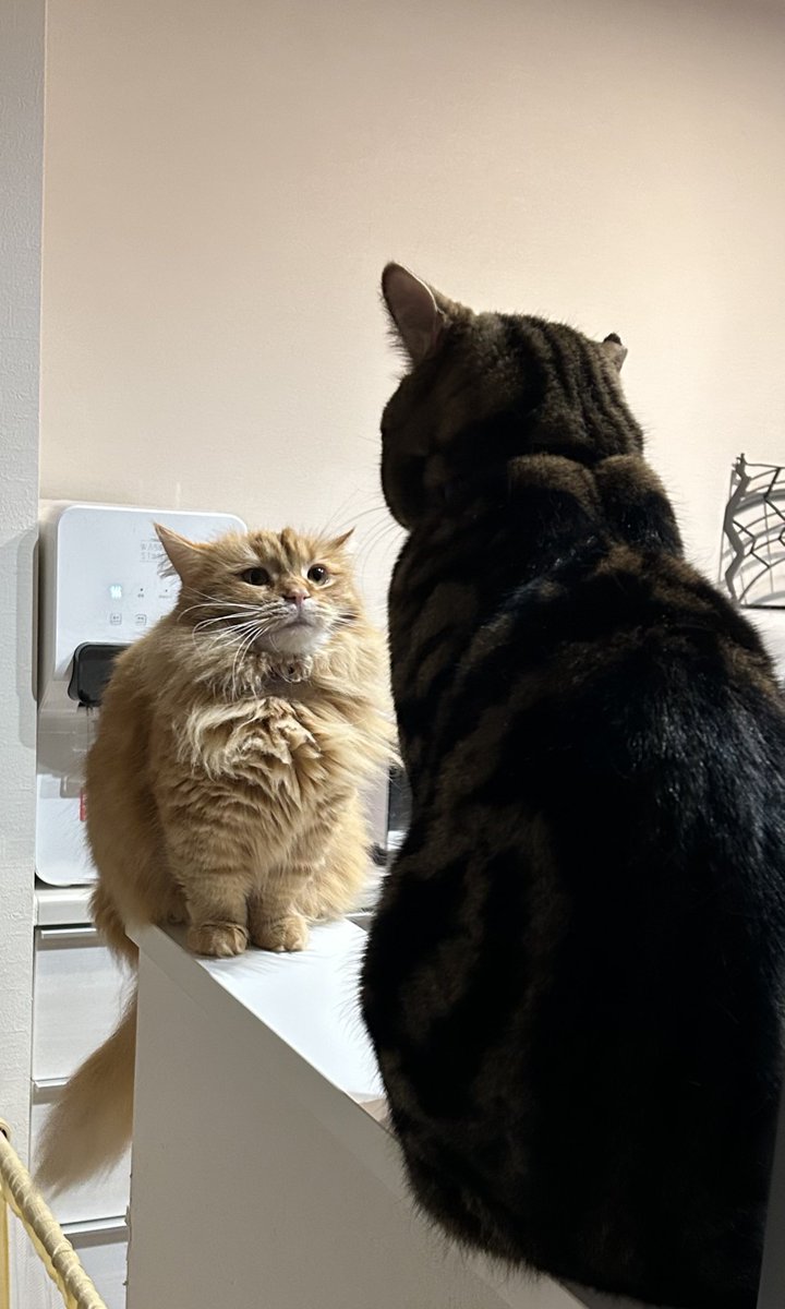 びびすーち tweet media