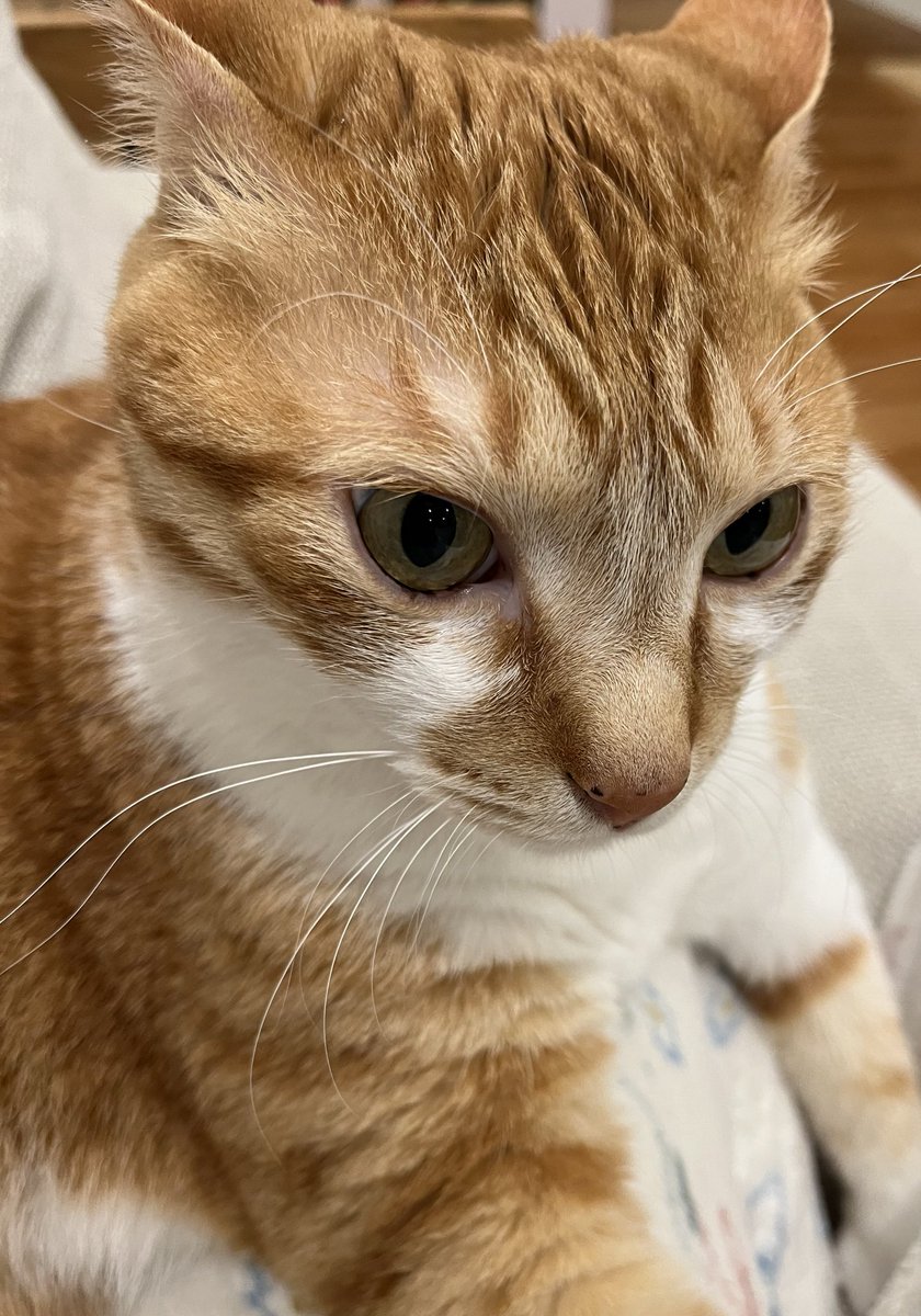 しなもん tweet media