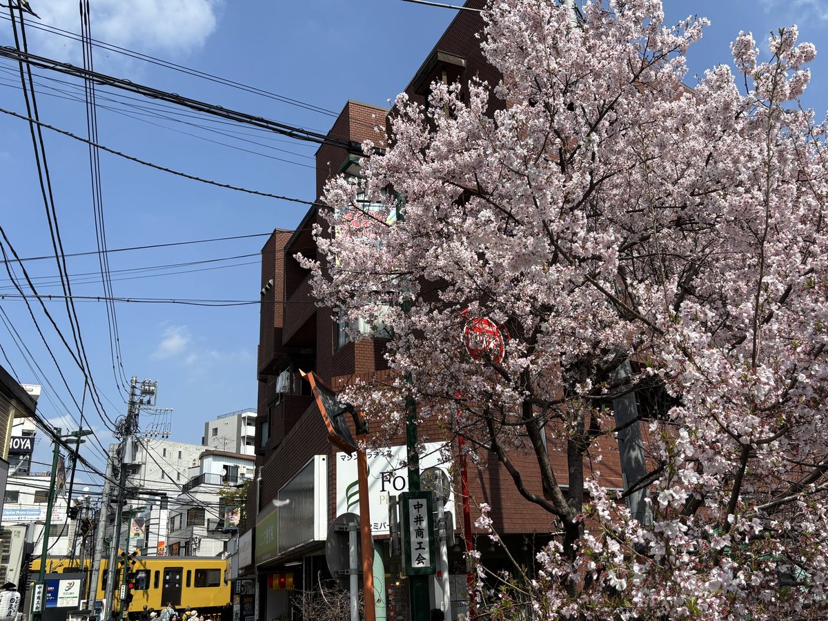 中井駅前の桜
