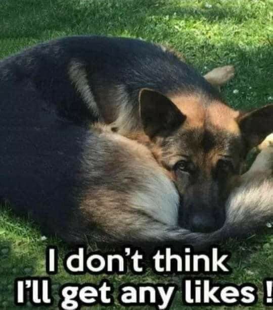 Popularpuppies © tweet media