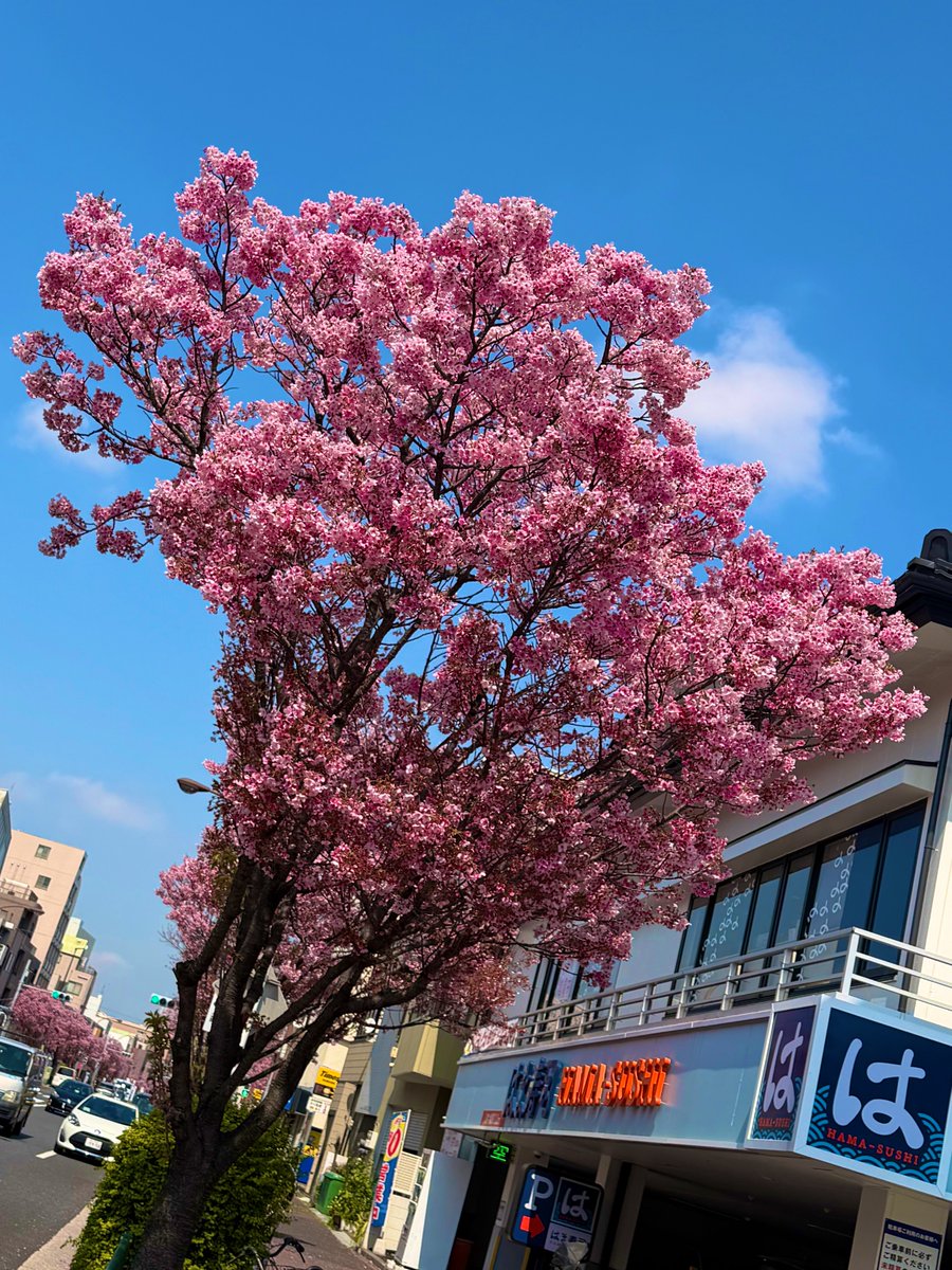 ⚡️VSRウッスー⚡️無限の一撃流 tweet media