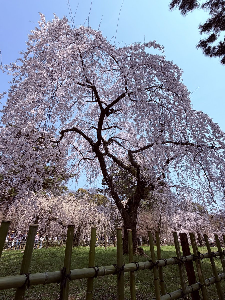 花見しにきた🚄🌸