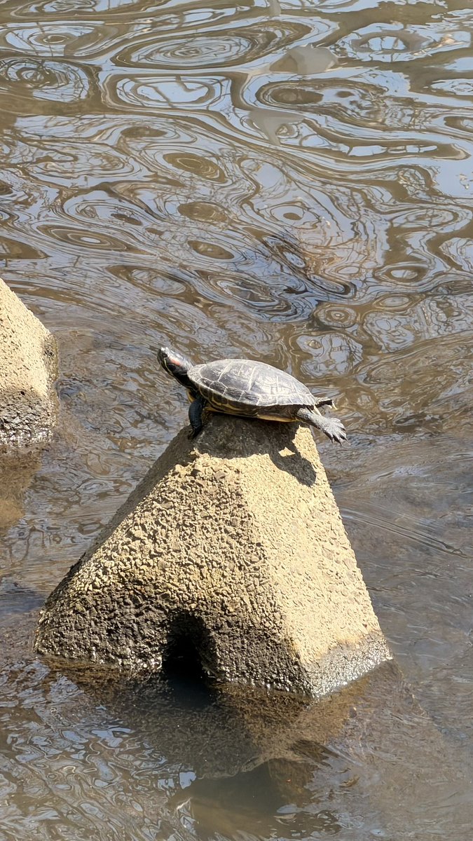 もえ | SNS運用×インバウンド集客 tweet media